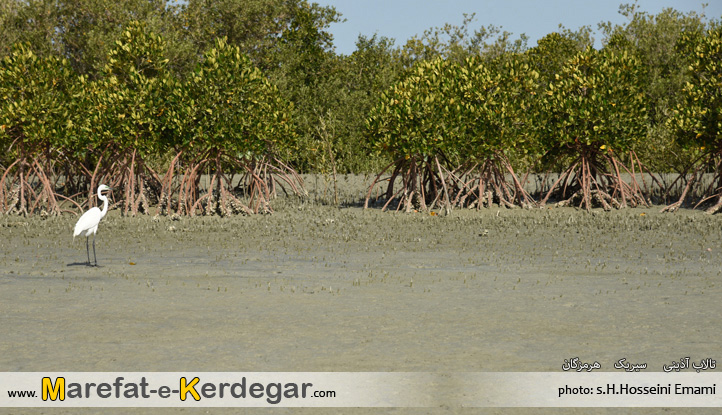 اماکن توریستی سیریک اماکن توریستی سیریک