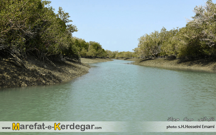 جنگل حرای سیریک جنگل حرای سیریک