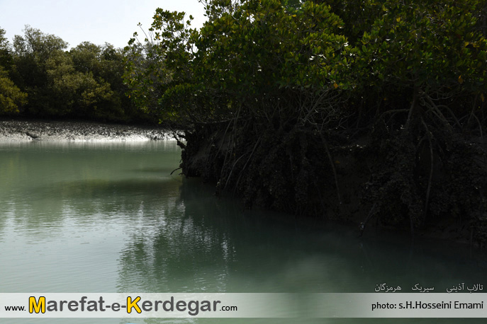 جنگل حرای سیریک جنگل حرای سیریک