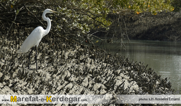 جنگل حرای سیریک جنگل حرای سیریک