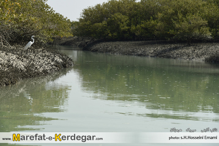 جنگل حرای سیریک جنگل حرای سیریک