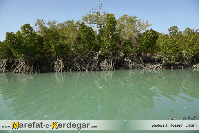 جنگل های حرای استان هرمزگان جنگل های حرای استان هرمزگان
