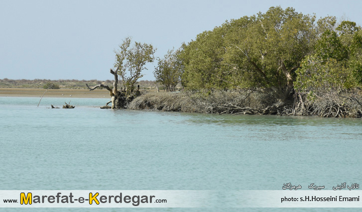 جنگل های حرا جنگل های حرا