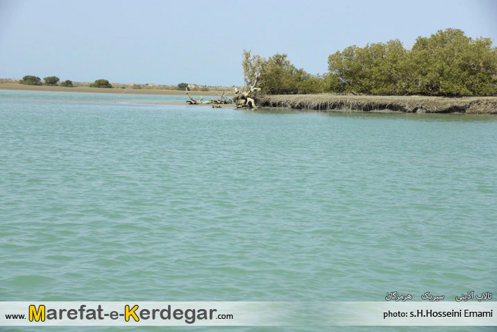 جنگل های حرا جنگل های حرا