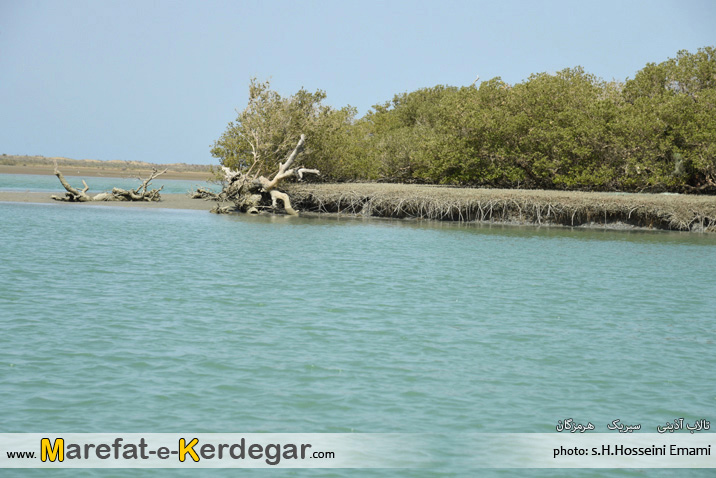 جنگل حرا جنگل حرا