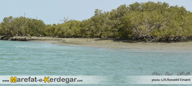 جنگل حرا جنگل حرا