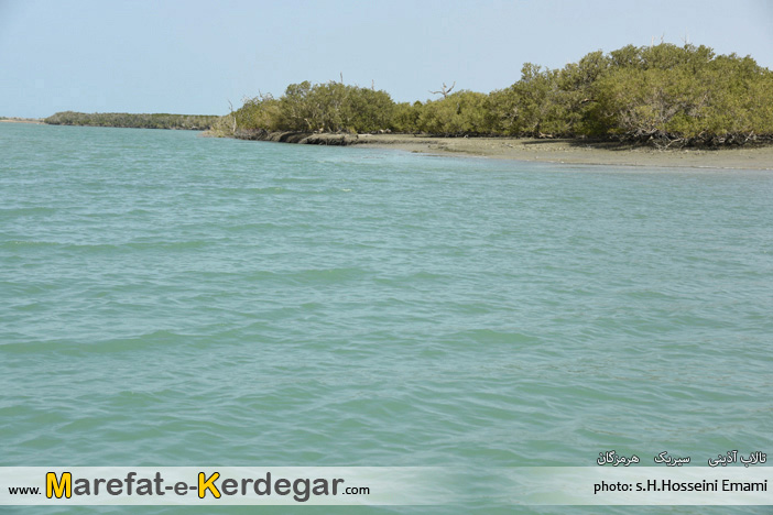 جنگل حرا جنگل حرا