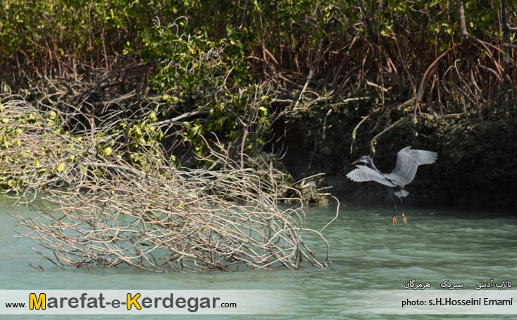 صنعت توریسم سیریک صنعت توریسم سیریک