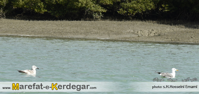 صنعت توریسم در استان هرمزگان صنعت توریسم در استان هرمزگان