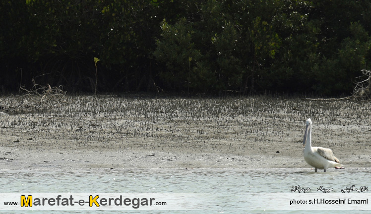 جاذبه های توریستی استان هرمزگان جاذبه های توریستی استان هرمزگان