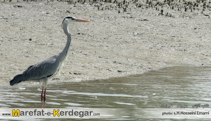 جاذبه های گردشگری سیریک جاذبه های گردشگری سیریک