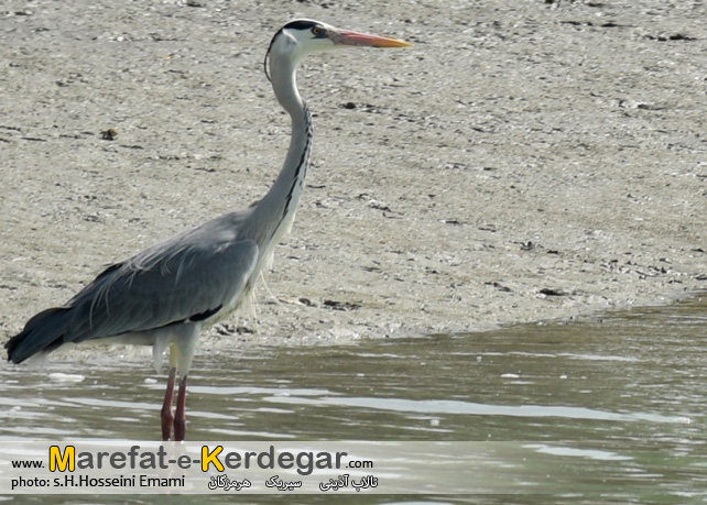 جاذبه های گردشگری سیریک جاذبه های گردشگری سیریک