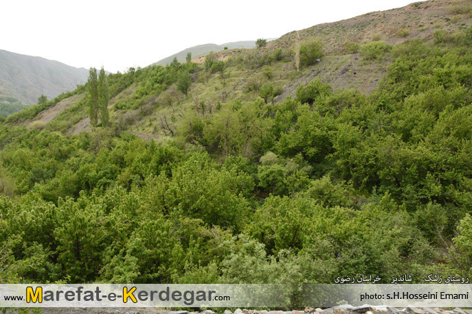 طبیعت بهاری روستای زشک طبیعت بهاری روستای زشک