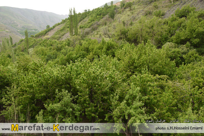 باغات باغات