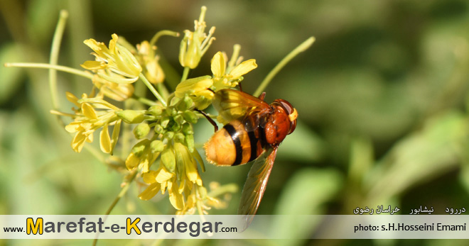 حیات وحش بینالود حیات وحش بینالود