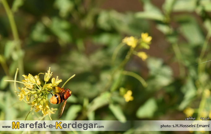 حیات وحش بینالود حیات وحش بینالود