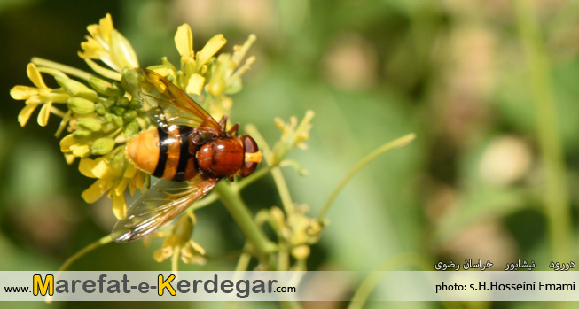 زنبور بر روی گل