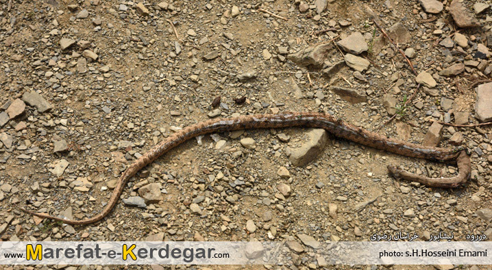 مار خراسان مار خراسان