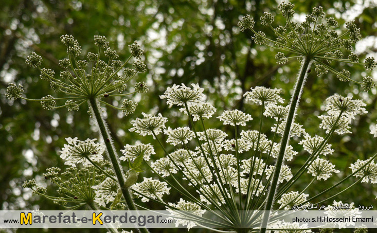 گلپر خراسان گلپر خراسان