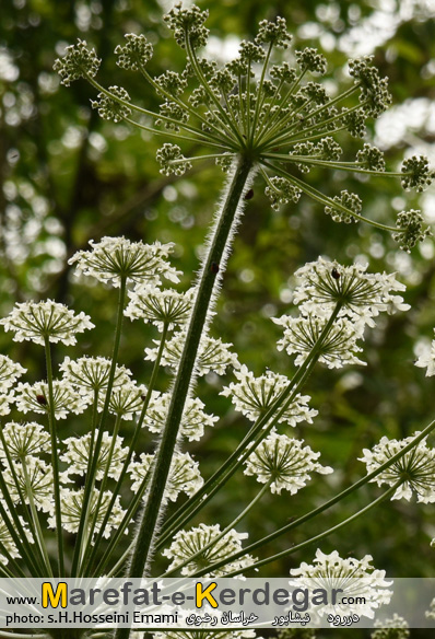 گلپر ایران گلپر ایران