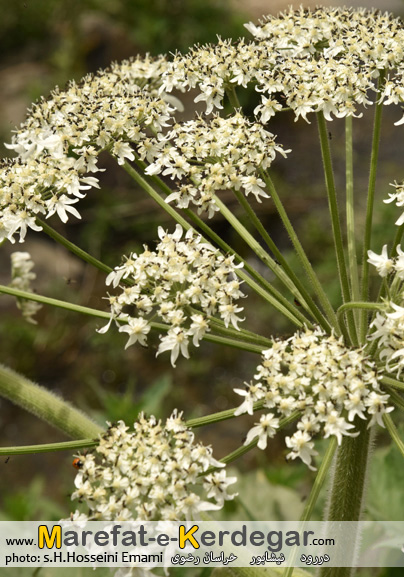 دره های نیشابور دره های نیشابور