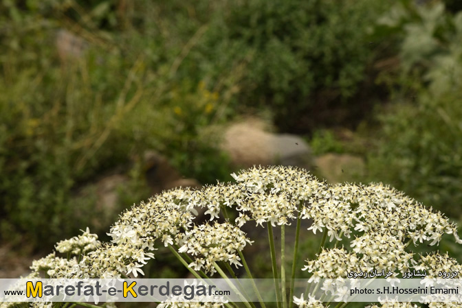 دره های نیشابور دره های نیشابور