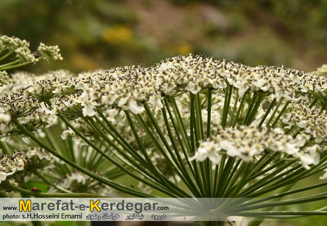 دره های استان خراسان رضوی دره های استان خراسان رضوی