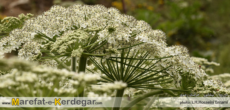 دره های ایران دره های ایران