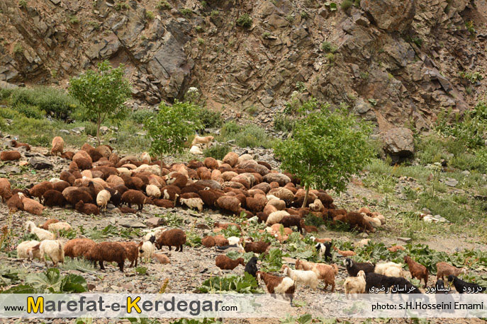 طبیعت نیشابور طبیعت نیشابور