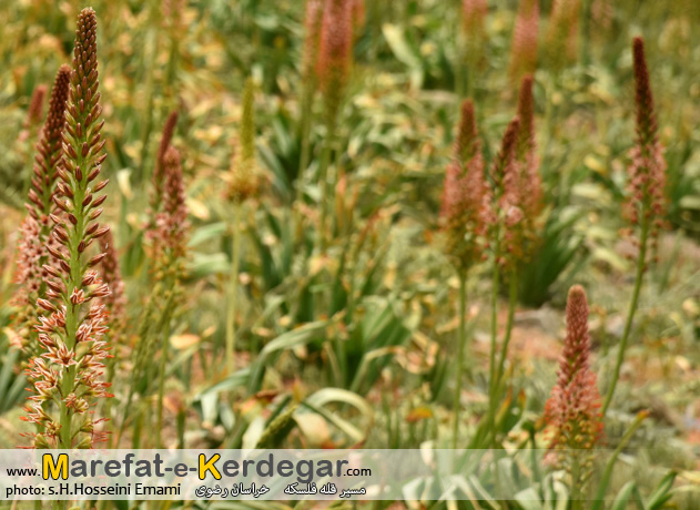 دیدنی های نیشابور دیدنی های نیشابور