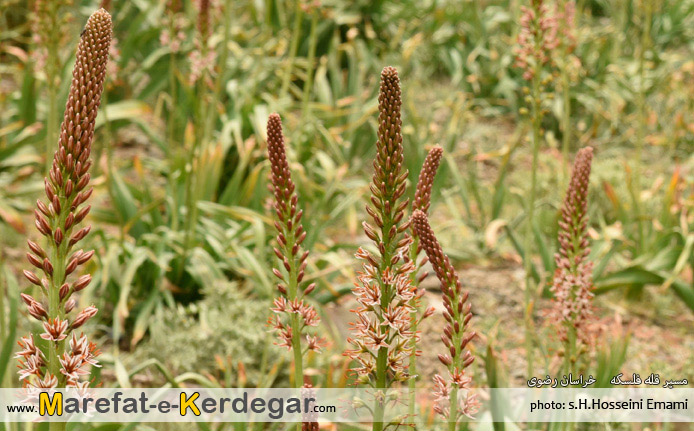 دیدنی های خراسان رضوی دیدنی های خراسان رضوی