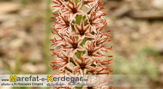 مکان های دیدنی نیشابور مکان های دیدنی نیشابور