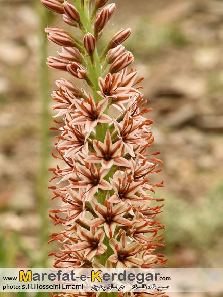 مکان های دیدنی نیشابور مکان های دیدنی نیشابور