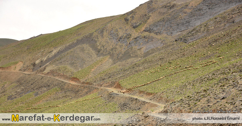 بینالود بینالود