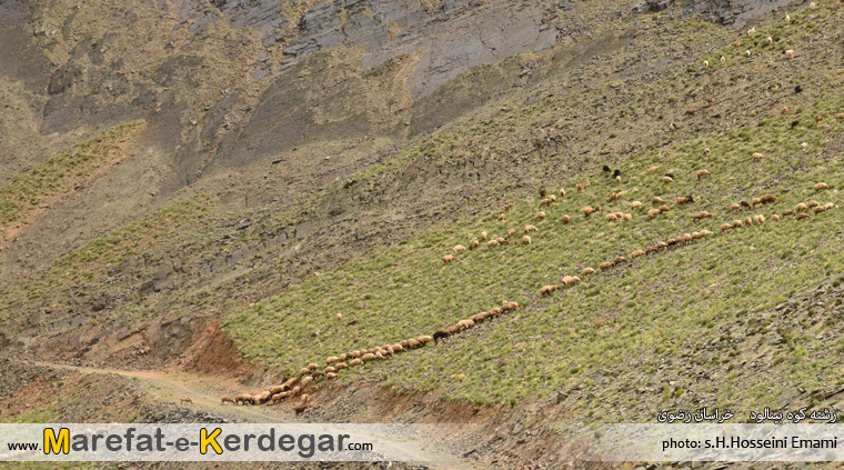 گوسفندان بینالود گوسفندان بینالود