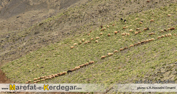 گوسفندان بینالود گوسفندان بینالود