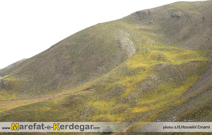 کوه زرد کوه زرد