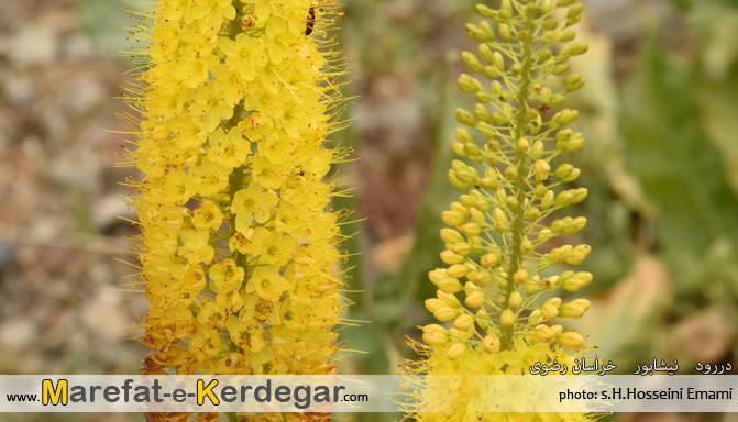 جاهای دیدنی خراسان رضوی جاهای دیدنی خراسان رضوی