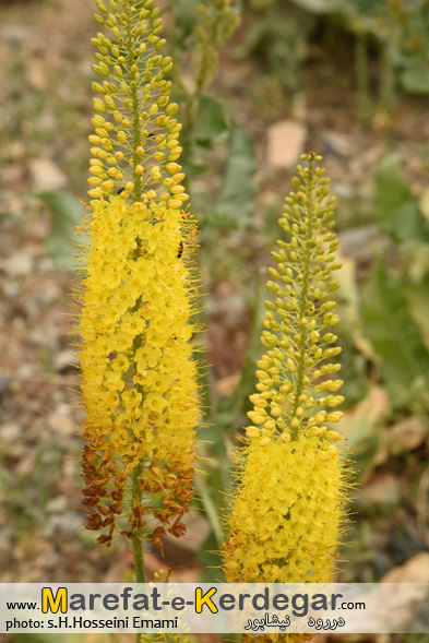 جاهای دیدنی خراسان رضوی جاهای دیدنی خراسان رضوی