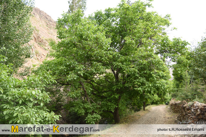 باغات دررود باغات دررود