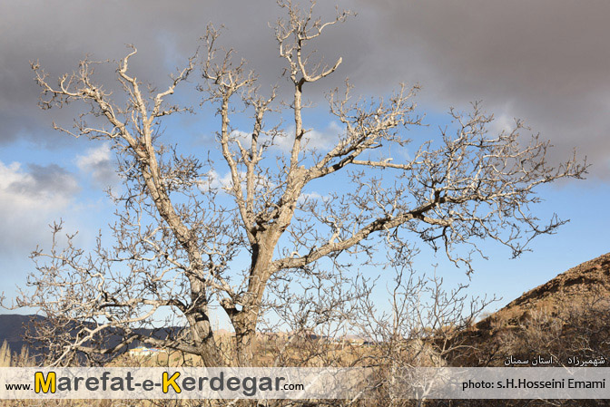 گردشگری شهمیرزاد گردشگری شهمیرزاد