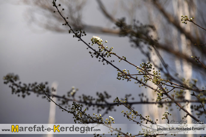 شهر شهمیرزاد شهر شهمیرزاد