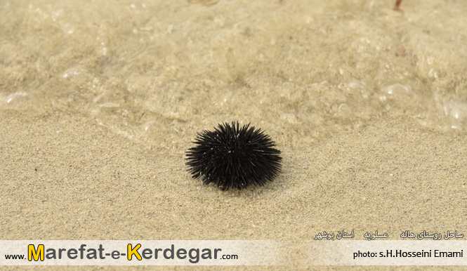 طبیعت خلیج نایبند طبیعت خلیج نایبند