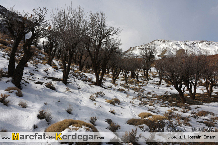 گردشگری تربت حیدریه