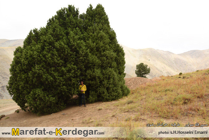 جنگل ارس جنگل ارس