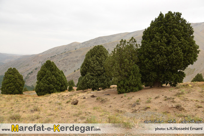 جنگل ارس در رشته کوه بینالود