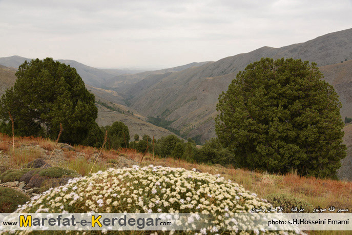 جنگل ارس در استان خراسان رضوی