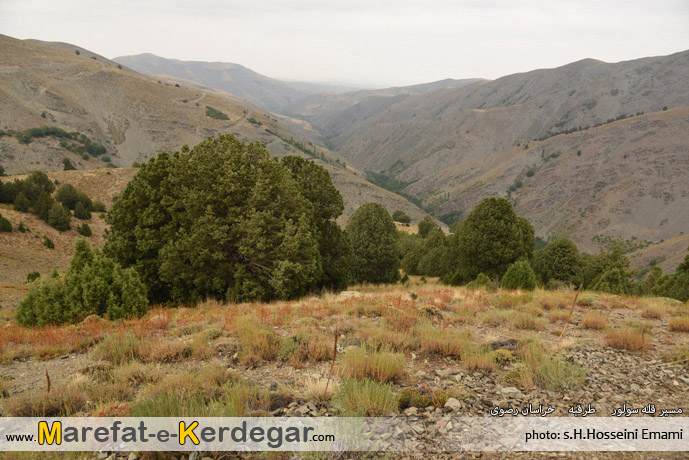 جنگل ارس در استان خراسان رضوی جنگل ارس در استان خراسان رضوی