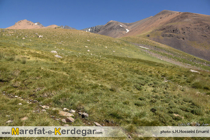 قله زرده گل قله زرده گل