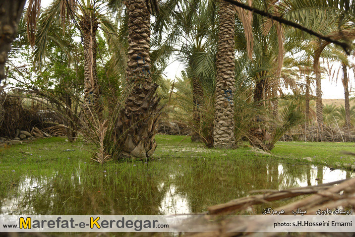 نخلستان های میناب نخلستان های میناب